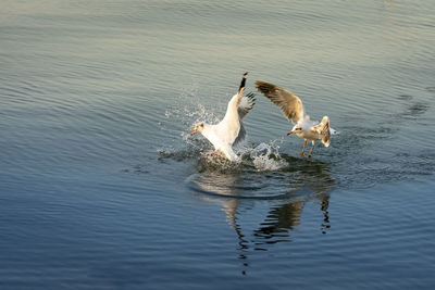 Ducks swimming in lake