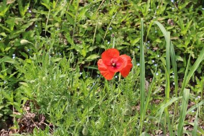 Close-up of red poppy flower on field