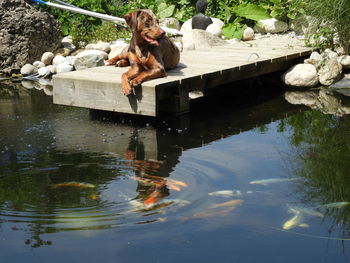 Man sitting in a lake