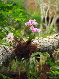 Close-up of flower on tree