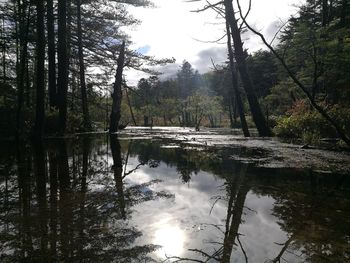 Scenic view of lake in forest against sky