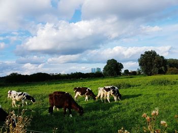 Horses grazing on grassy field