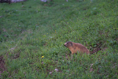 Side view of a reptile on field