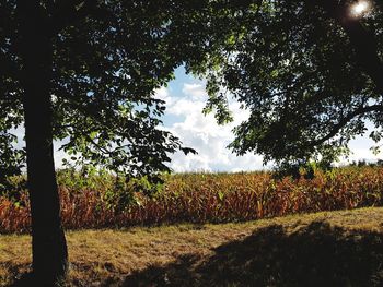 Trees on field against sky