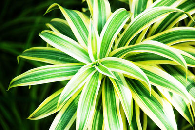 High angle view of plant