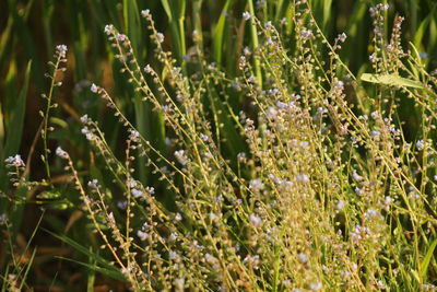 Close-up of plants growing on field