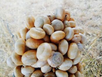 High angle view of shells