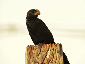 Bird perching on white background