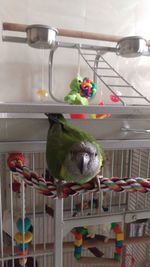 Close-up of parrot perching in cage at home
