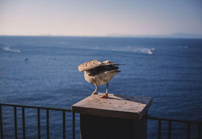 Seagull perching on wooden post in sea