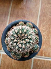 High angle view of potted cactus on table