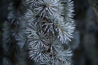 Close-up of plant