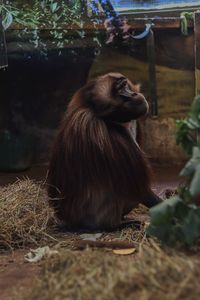 Monkey sitting on indoors