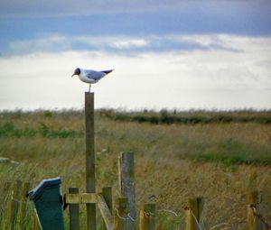 Birds on grassy field