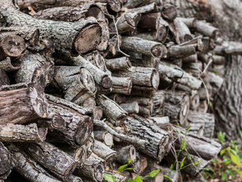 Full frame shot of logs in forest