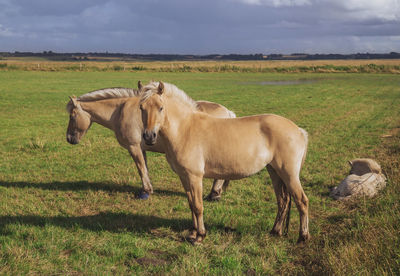 Beautiful thoroughbred horses with foal graze in the meadow at sunset