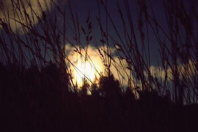 Silhouette of trees against sky at sunset