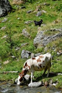 Cows in a field