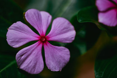 Close-up of pink flowering plant