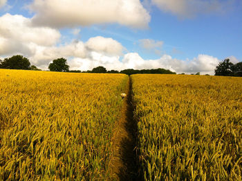 Scenic view of field against cloudy sky