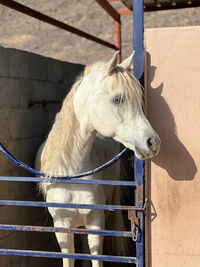 Close-up of horse