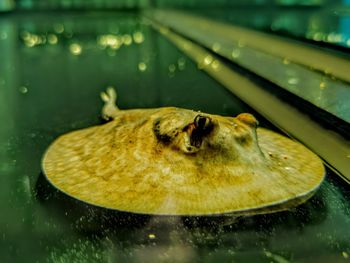 Close-up of turtle in sea