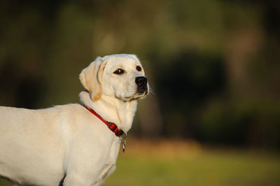 Portrait of labrador retriever standing in park