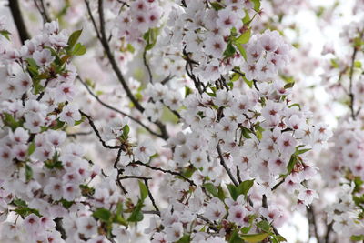 Close-up of cherry blossoms in spring