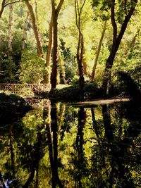 Scenic view of lake in forest