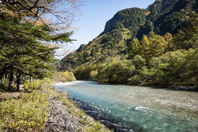 Scenic view of river amidst trees in forest