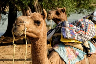 Camels in a field