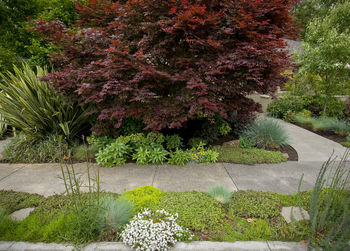 Plants and trees in park