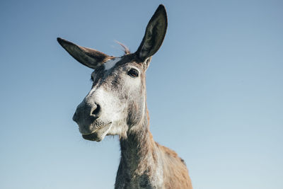 Low angle view of donkey standing against blue sky