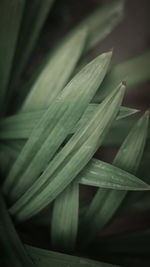 Close-up of succulent plant