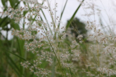 Close-up of white flowering plants on field