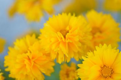 Close-up of yellow marigold blooming outdoors