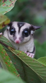 Close-up portrait of a cat