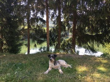 View of a dog in the forest