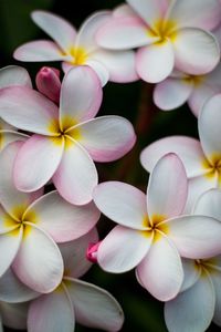 Close-up of white frangipani flowers