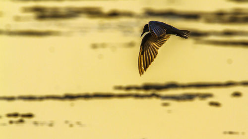 Bird flying over sea