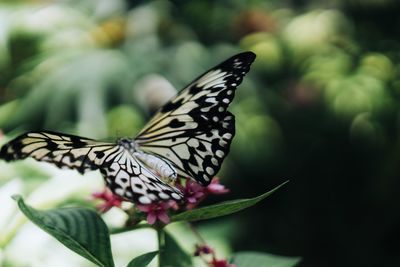 Close-up of butterfly pollinating on flower