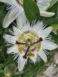 Close-up of purple flowering plant