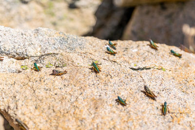 Grasshopper/ locust insects on a sunny rock near the summit of mount kosciuszko, snowy mountains