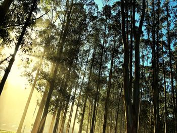 Low angle view of trees in forest