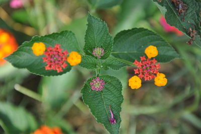 Close-up of flowering plants