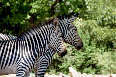 Close-up of zebras