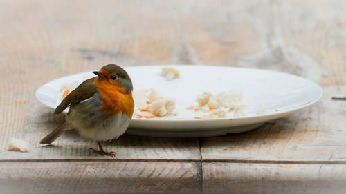 Close-up of bird perching on table.  food crumbs on plate.