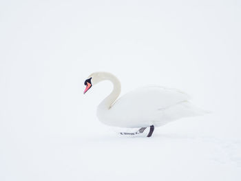 View of swan in snow