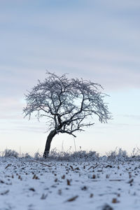 winter