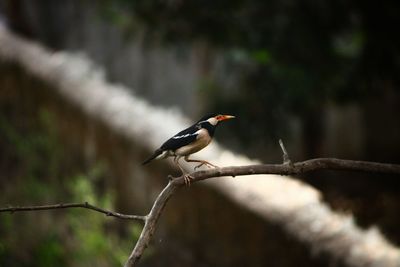 Bird perching on a branch